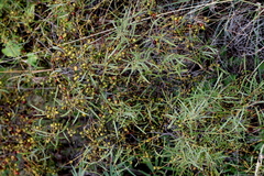 Euclea linearis