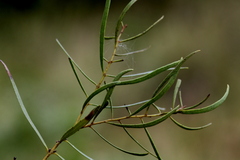 Euclea linearis