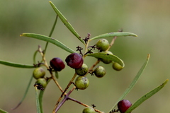 Euclea linearis