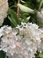 Hydrangea paniculata