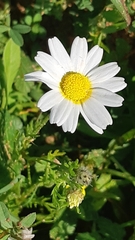 Anthemis pseudocotula