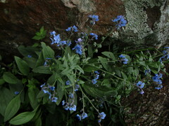 Cynoglossum amabile