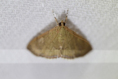 Hyalobathra
