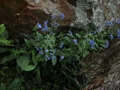 Cynoglossum amabile