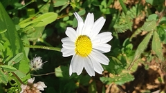Anthemis pseudocotula
