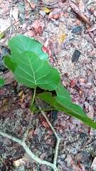 Schizenterospermum rotundifolium image