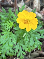 Cosmos sulphureus