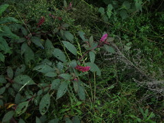 Phytolacca rugosa