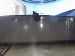 Rhaphigaster nebulosa