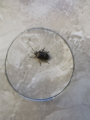 Rhaphigaster nebulosa