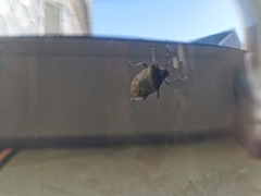 Rhaphigaster nebulosa