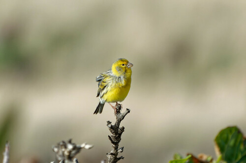 Serin des Canaries (Serinus canaria)