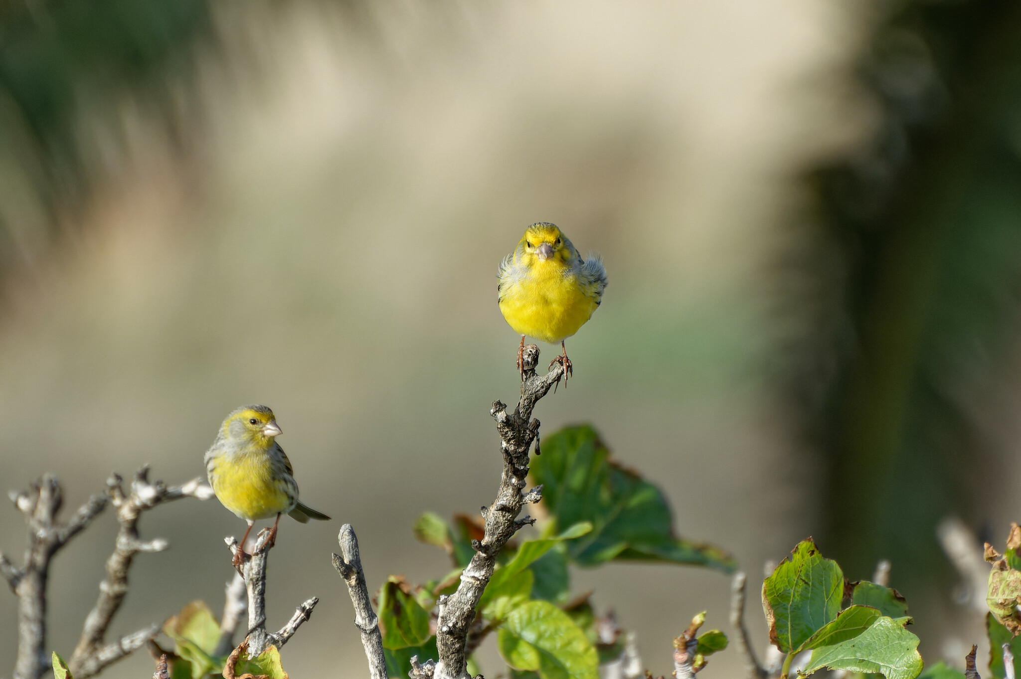 Atlantic Canary