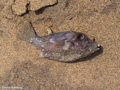 Canthigaster capistrata