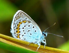 Plebejus argus