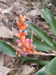 Aechmea fulgens