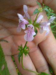 Stachys tenuifolia