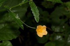 Sida chrysantha