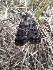 Proteuxoa sanguinipuncta