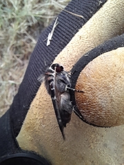 Proteuxoa sanguinipuncta