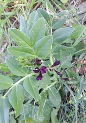 Vicia narbonensis