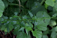 Sida chrysantha