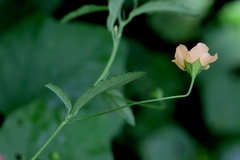 Sida chrysantha