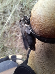 Proteuxoa sanguinipuncta