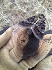 Proteuxoa sanguinipuncta