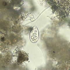 Euglenozoa