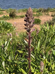 Orobanche