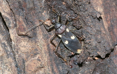 Acanthaspis obscura