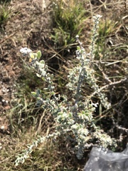 Sclerolaena birchii