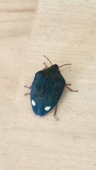 Solenosthedium bilunatum