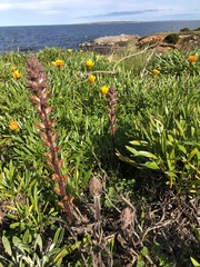 Orobanche