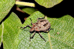 Coenomorpha nervosa