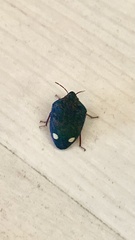 Solenosthedium bilunatum