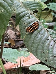 Lasippa neriphus