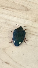 Solenosthedium bilunatum