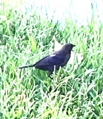 Agelaioides badius