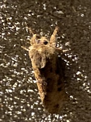 Elhamma australasiae