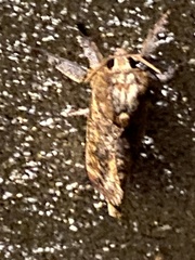 Elhamma australasiae