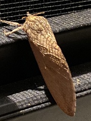 Elhamma australasiae