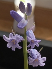 Hyacinthoides non-scripta
