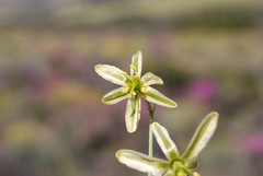 Albuca suaveolens