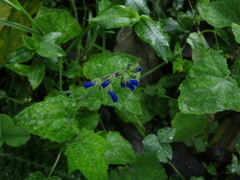 Salvia scutellarioides