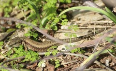 Phoenicolacerta laevis