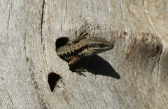 Phoenicolacerta laevis