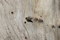 Phoenicolacerta laevis