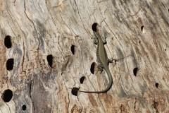 Phoenicolacerta laevis